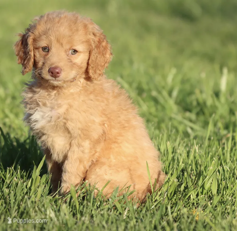 Cherry Cola  – Miniature Aussiedoodle, Miniature Goldendoodle puppy for sale in Grand Rapids, MI