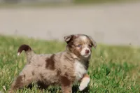 Chocolate Milkshake, a female Aussiedoodle and Bernedoodle for sale in Grand Rapids, MI – 3 of 4
