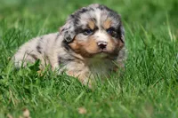 Chewbacca, a male Australian Shepherd and Bernese Mountain Dog for sale in Grand Rapids, MI – 3 of 5