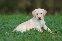 Banana Cream Pie AKC, a female Labrador Retriever for sale in Grand Rapids, MI – 5 of 7