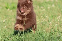 Brownies, a female Pomeranian for sale in Grand Rapids, MI – 4 of 6