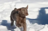 Luna AKC, a female Labrador Retriever for sale in Grand Rapids, MI – Photo 4 of 4