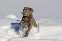 Luna AKC, a female Labrador Retriever for sale in Grand Rapids, MI – Photo 2 of 4