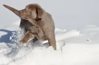 Luna AKC, a female Labrador Retriever for sale in Grand Rapids, MI – Photo 3 of 4