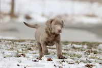 Fanta AKC , a male Labrador Retriever for sale in Grand Rapids, MI – Photo 4 of 5