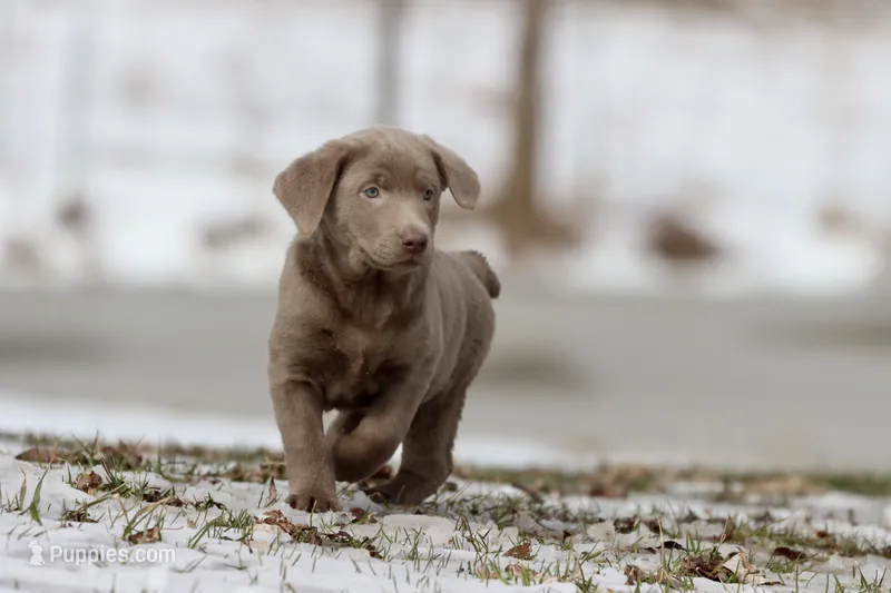 Fanta AKC  – Labrador Retriever puppy for sale in Grand Rapids, MI