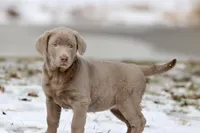 Fanta AKC , a male Labrador Retriever for sale in Grand Rapids, MI – Photo 2 of 5
