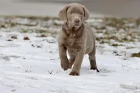 Fanta AKC , a male Labrador Retriever for sale in Grand Rapids, MI – Photo 3 of 5