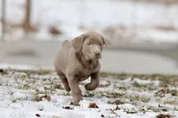 Fanta AKC , a male Labrador Retriever for sale in Grand Rapids, MI – Photo 5 of 5