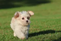Casper, a male Cavapoo for sale in Grand Rapids, MI – 4 of 4
