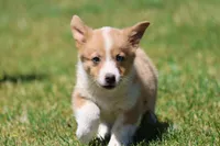 Bambi , a female Pembroke Welsh Corgi for sale in Grand Rapids, MI – 2 of 4