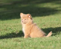 Carmel , a female Pomeranian for sale in Grand Rapids, MI – 4 of 5