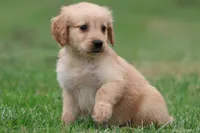 Buttermilk AKC , a female Golden Retriever for sale in Grand Rapids, MI – 6 of 7