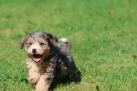 Cotton Candy, a female Miniature Bernedoodle for sale in Grand Rapids, MI – 2 of 5