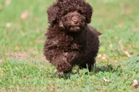 Chocolate Cake, a female Miniature Bernedoodle for sale in Grand Rapids, MI – 5 of 7