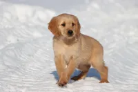 Thelma Lou AKC, a female Golden Retriever for sale in Grand Rapids, MI – Photo 3 of 5