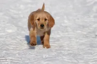 Thelma Lou AKC, a female Golden Retriever for sale in Grand Rapids, MI – Photo 1 of 5