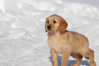Thelma Lou AKC, a female Golden Retriever for sale in Grand Rapids, MI – Photo 2 of 5