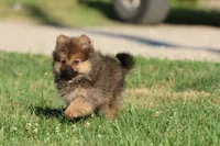 Teddy , a male Pomeranian for sale in Grand Rapids, MI – 4 of 7