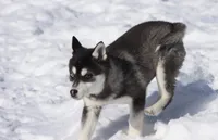 Jack Frost , a male Alaskan Klee Kai for sale in Grand Rapids, MI – Photo 4 of 5
