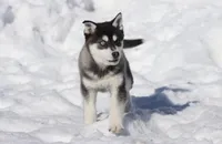 Jack Frost , a male Alaskan Klee Kai for sale in Grand Rapids, MI – Photo 3 of 5