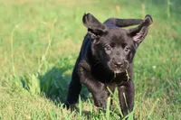 Razzy AKC , a female Labrador Retriever for sale in Grand Rapids, MI – 5 of 5