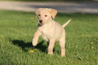 Peeps AKC, a female Labrador Retriever for sale in Grand Rapids, MI – Photo 2 of 4