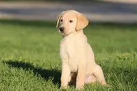 Peeps AKC, a female Labrador Retriever for sale in Grand Rapids, MI – Photo 3 of 4