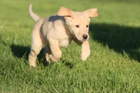 Peeps AKC, a female Labrador Retriever for sale in Grand Rapids, MI – Photo 4 of 4