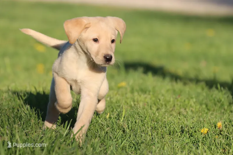 Peeps AKC – Labrador Retriever puppy for sale in Grand Rapids, MI