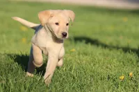 Peeps AKC, a female Labrador Retriever for sale in Grand Rapids, MI – Photo 1 of 4