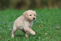 Buttercup AKC, a female Golden Retriever for sale in Grand Rapids, MI – 5 of 6