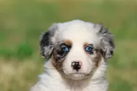 Skylar, a male Aussiedoodle and Bernedoodle for sale in Grand Rapids, MI – 3 of 5