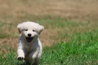 Frosty , a male Golden Retriever and English Cream Golden Retriever for sale in Grand Rapids, MI – 5 of 7