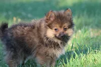 Teddy , a male Pomeranian for sale in Grand Rapids, MI – 3 of 7