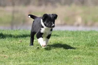 Sneakers, a male Border Collie for sale in Grand Rapids, MI – Photo 3 of 5