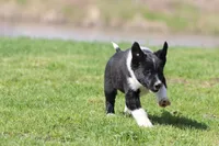 Sneakers, a male Border Collie for sale in Grand Rapids, MI – Photo 4 of 5