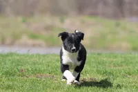 Sneakers, a male Border Collie for sale in Grand Rapids, MI – Photo 2 of 5