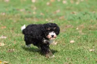 Candy , a female Miniature Bernedoodle for sale in Grand Rapids, MI – 3 of 5