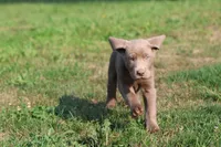 Brick AKC , a male Labrador Retriever for sale in Grand Rapids, MI – 2 of 5