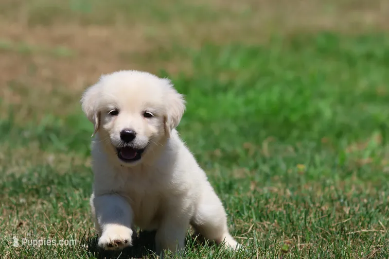 Ice Princess – Golden Retriever, English Cream Golden Retriever puppy for sale in Grand Rapids, MI