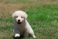 Ice Princess, a female Golden Retriever and English Cream Golden Retriever for sale in Grand Rapids, MI – 1 of 6