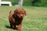 Pumpkin Spice, a female Miniature Goldendoodle for sale in Grand Rapids, MI – 4 of 5