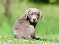 Silver AKC , a female Labrador Retriever for sale in Grand Rapids, MI – 5 of 6