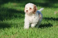 Sugar, a female Cavapoo and Cockapoo for sale in Grand Rapids, MI – 3 of 5