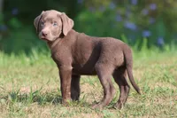 Bailey AKC , a male Labrador Retriever for sale in Grand Rapids, MI – 5 of 5