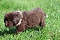 Angel, a female Newfoundland for sale in Grand Rapids, MI – 6 of 6