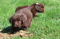Meatloaf, a male Newfoundland for sale in Grand Rapids, MI – 5 of 6