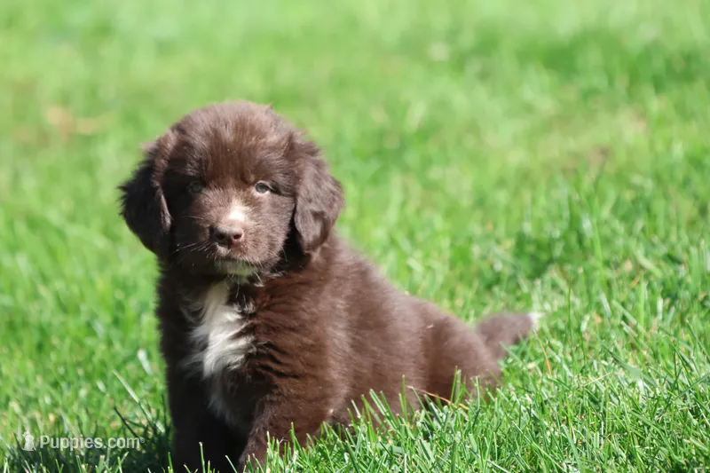 Double Fudge – Newfoundland puppy for sale in Grand Rapids, MI