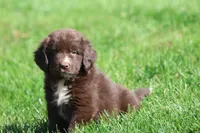 Double Fudge, a female Newfoundland for sale in Grand Rapids, MI – 1 of 3